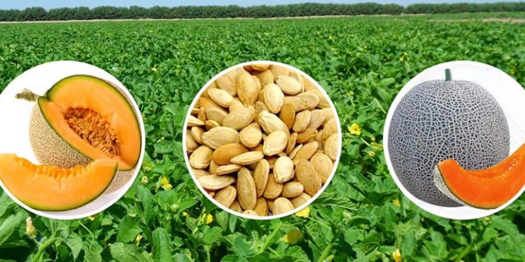 Muskmelon Farming Tips