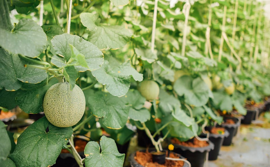 Muskmelon